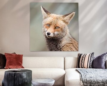 Portretje van een verlegen vosje