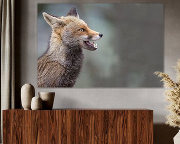 Charakterporträt eines Fuchses von Kris Hermans
