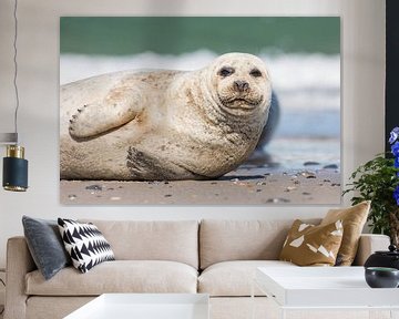 Lazy seal by Kris Hermans