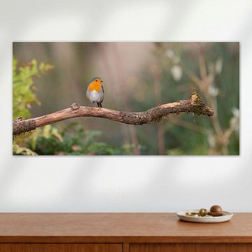 Roodborstje rustend op een takje panoramafoto