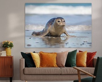 seal in the surf by Kris Hermans