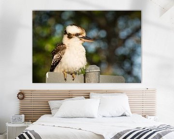 Kookaburra van Jouke Wijnstra Fotografie