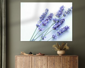 Lavendel von Mikalin Art & Photography