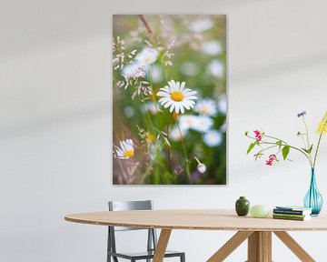 Witte veldbloemen in het hoge gras