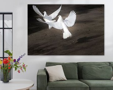 Twee opstijgenge witte duiven van Ralf Köhnke