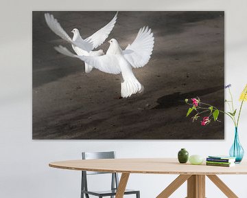 Twee opstijgenge witte duiven van Ralf Köhnke