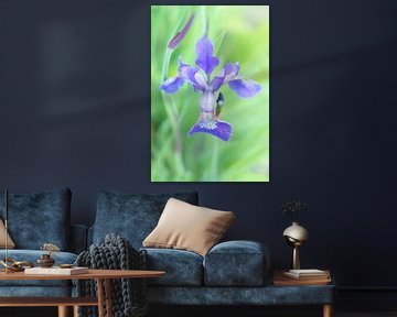 Iris (paarse bloem)