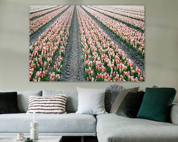 Bollenvelden Dutch flower fields sur Arthur Wijnen