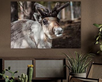 Rendier in Fins Lapland  by Irene Hoekstra