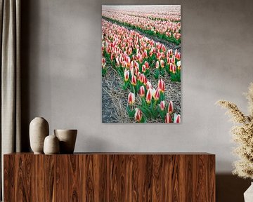 Bollenvelden Dutch flower fields von Arthur Wijnen