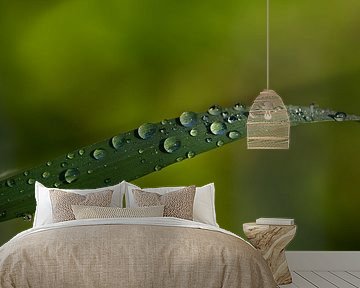 Pearls van Gabi Siebenhühner