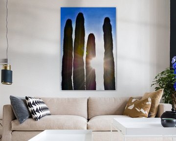 Zonnige cactussen van Ron Steens