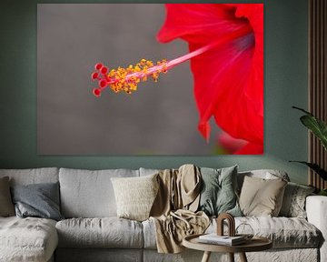 Hibiscus van RWNL Fotografie