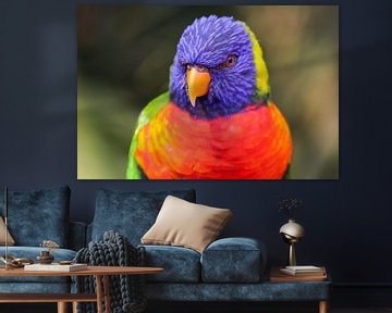 Regenbooglori