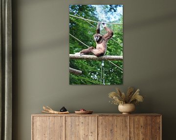 Hangende aap! hanging monkey