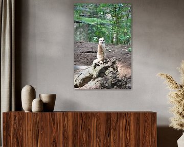 stokstaartje meerkat