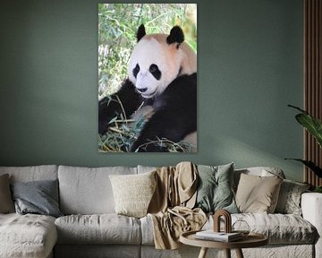 Panda Xing Ya part 6 panda bear