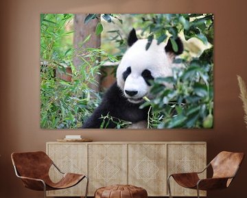 Panda Xing Ya  deel 8 panda bear