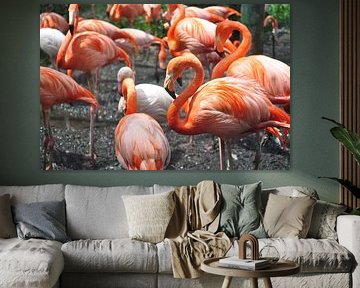 Flamingo,s
