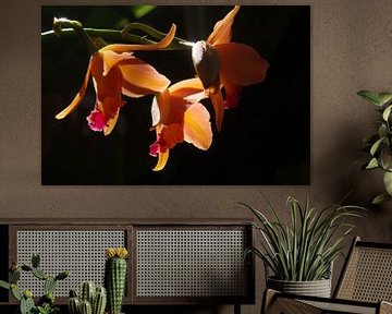 Orchid  van Rob van Keulen