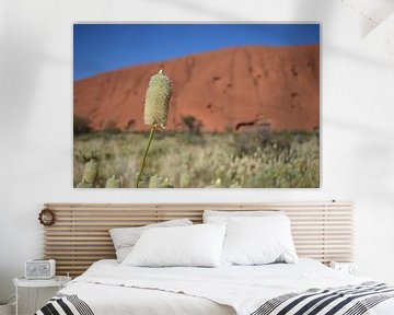 Bloem Uluru van Britt Lamers