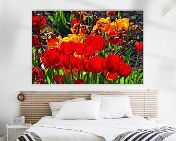 Tulpenblüte