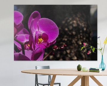 Orchid van Rob van Keulen