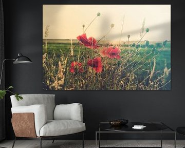 Kreative Leinwand aus Mohn