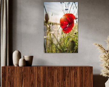 Blühender roter Mohn mit Hintergrundbeleuchtung von Fotografiecor .nl