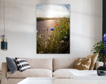 Lumière de repassage dans les fleurs des champs en fleur sur Fotografiecor .nl