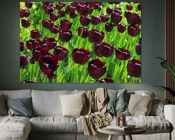 Tulipes noires hollandaises au Keukenhof à LIsse sur Rob van Keulen