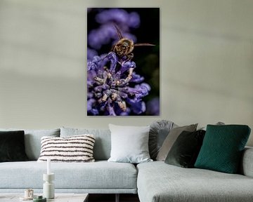 Biene auf Lavendel von Christine Nöhmeier