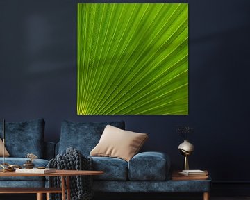 Palm Leaf