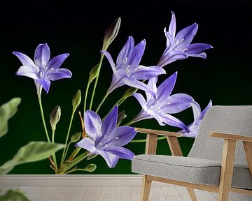 Bermbloemen / Wilde bloemen