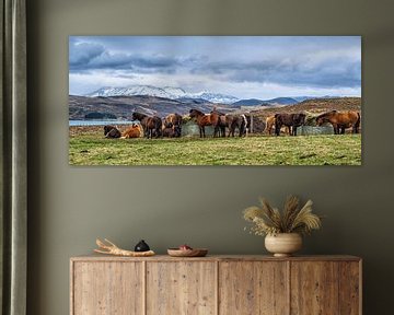 IJslandse paarden van Joke Beers-Blom