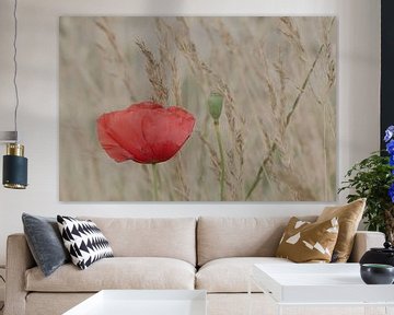Poppy in a field of wheat by Jaco Verheul