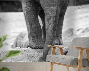 Junger asiatischer Elefant  von Kaj Hendriks