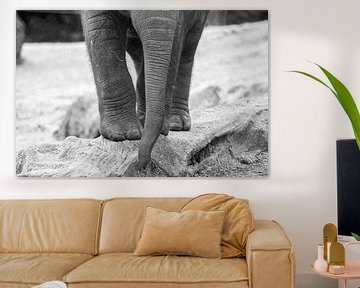 Jonge Aziatische olifant  van Kaj Hendriks