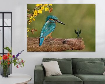 Ijsvogel met juffer von Gejo Wassink