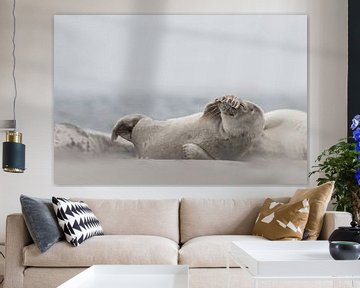 Zeehond van Ingrid Van Damme fotografie