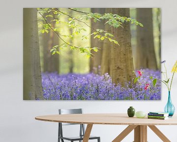 Beech tree and Bluebell flowers in a forest during spring