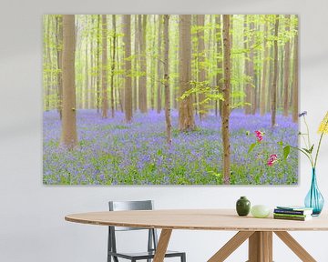 Buche und Bluebell Blumen in einem Wald im Frühjahr von Sjoerd van der Wal