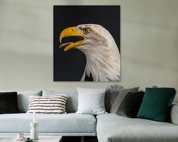 Amerikanischer Weißkopfseeadler von eric piel