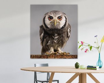 Owl by eric piel