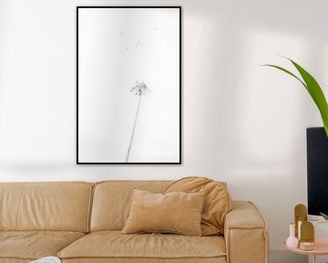 paardenbloem dandelion