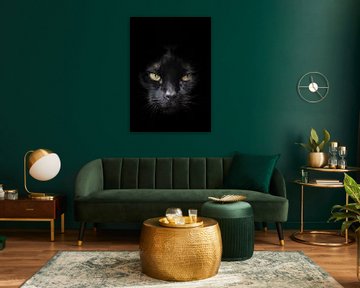 Gezicht van zwarte kat met geel/groene ogen tegen een donkere achtergrond van Hans Post