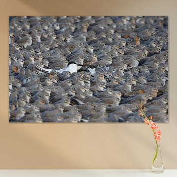 Big star feeds young among thousands of canoes | Winner Frans Lanting Photo Award WWF 2016 by Anja Brouwer Fotografie