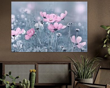 Cosmea