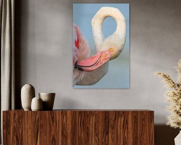 Flamingo portret in close-up van Nature in Stock
