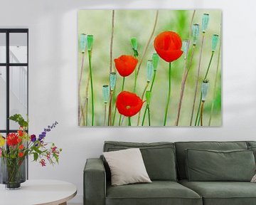 Poppies (Klaprozen in de groene wei)